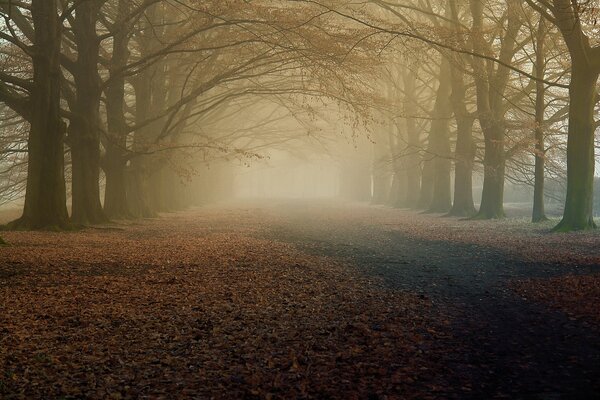Callejón de la mañana de otoño en la niebla