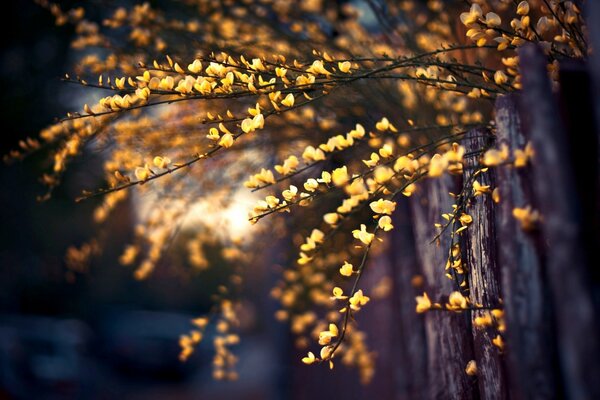 Macro shooting of an old tree and a young branch