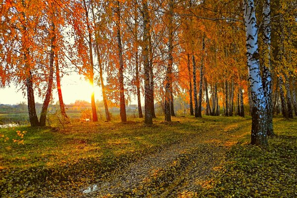 Der herbstliche Birkenwald ist mit orangefarbenen Sonnenstrahlen erleuchtet