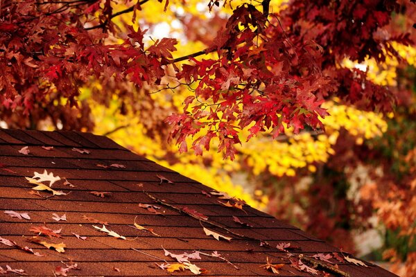 Fallen leaves on the roof of the house