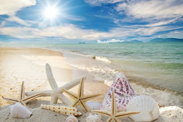 Spiaggia estiva con stelle marine