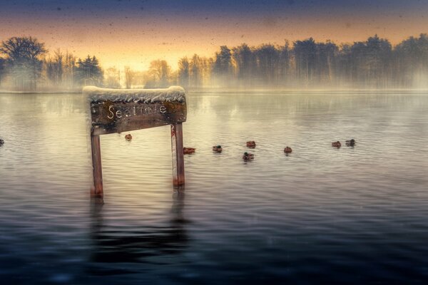 Procesamiento de fotografía artística lago con patos