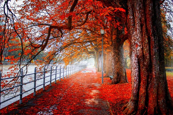 Autunno rubino vicino al fiume tranquillo