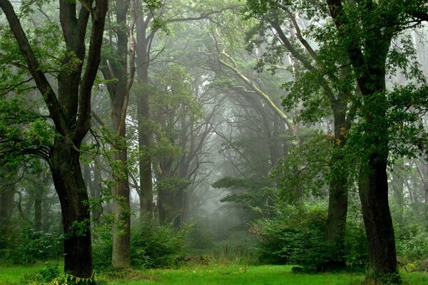 Sommerwald nach Regen