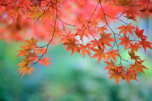 Gałęzie klonu japońskiego z czerwonymi liśćmi