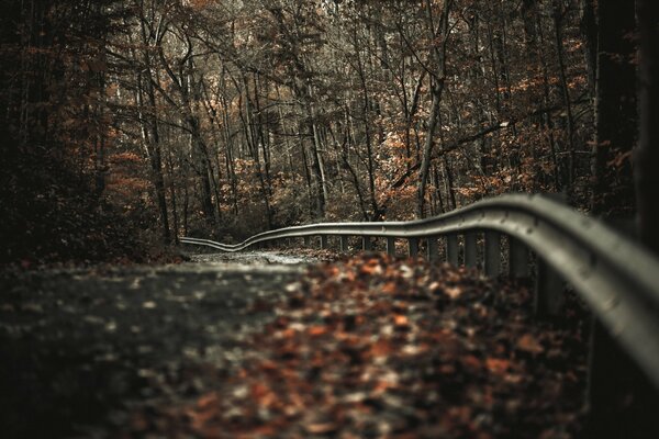 El camino de otoño está lleno de soledad