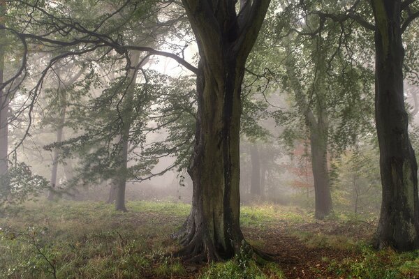 The trees are shrouded in fog and autumn