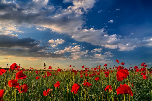 Feld der roten Mohnblumen unter blauem Himmel