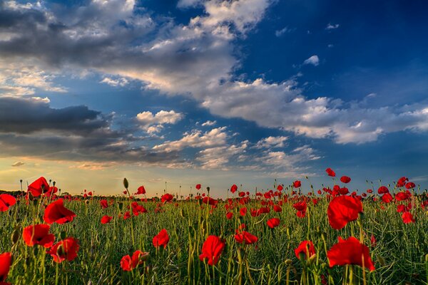 Un campo de amapolas rojas bajo un cielo azul