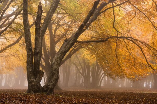 Nebel im Herbstwald. Traurigkeit und Sehnsucht