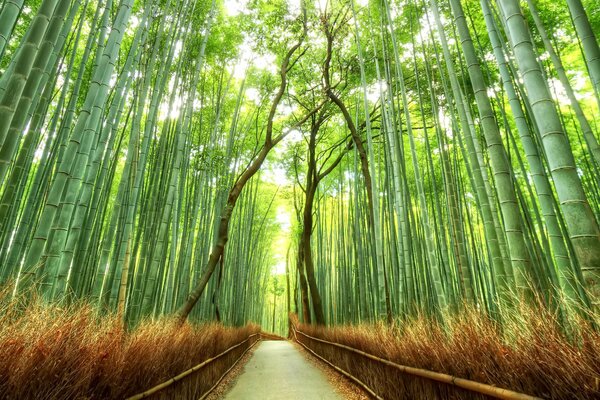 Ein Gehweg im Bambuswald in Japan