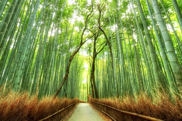 Passerelle dans la forêt de bambous au Japon