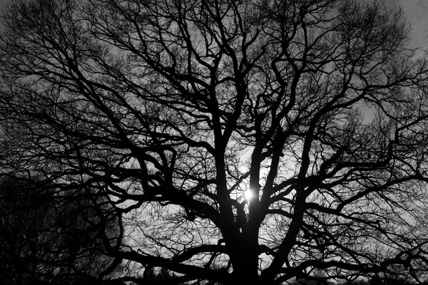 La lumière du soleil se fraye un chemin à travers les fines branches de l arbre