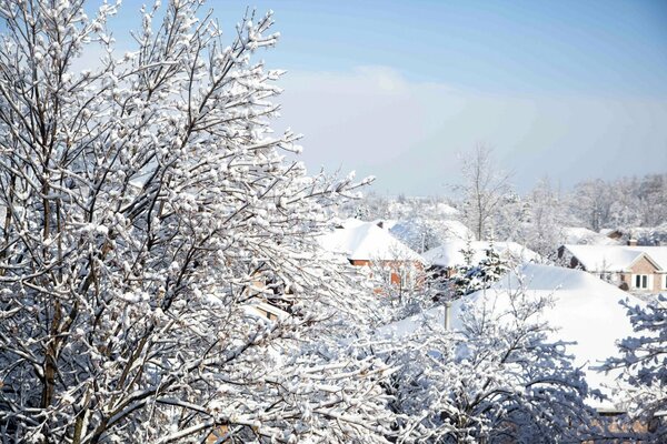 Snow-covered trees on the background of a winter city