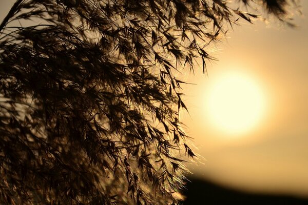 Macro photo of grass on the background of the setting sun