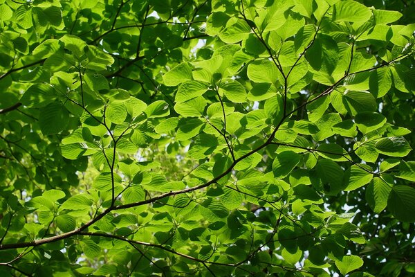 Branches with thick green leaves