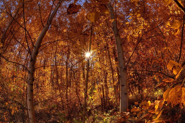 Sonnenstrahlen brechen im Herbstwald auf