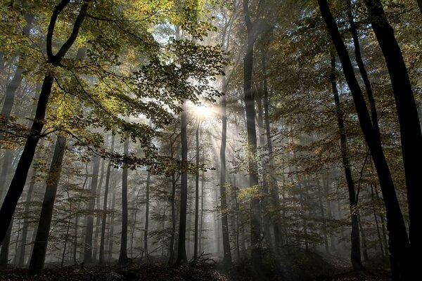 Spazio tra gli alberi in autunno