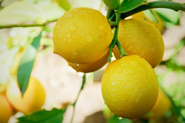 Water droplets on a lemon. Yellow mood