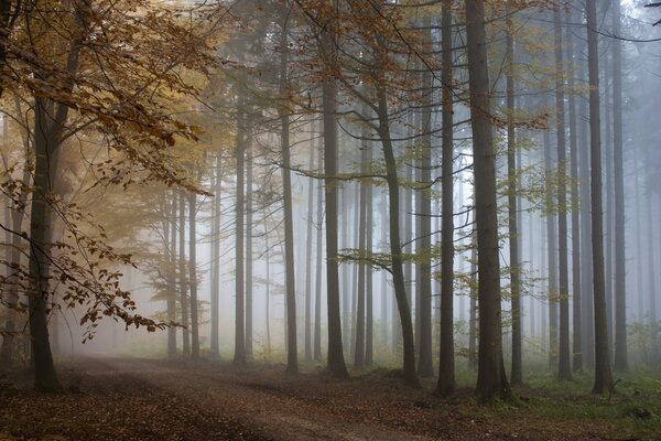 Sentiero annebbiato nella foresta autunnale