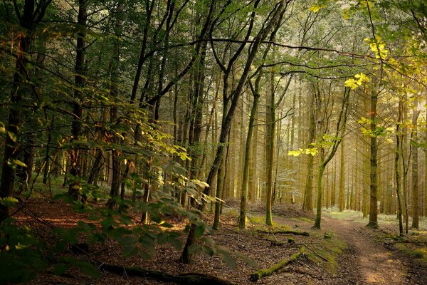 Sentiero forestale alla luce del sole