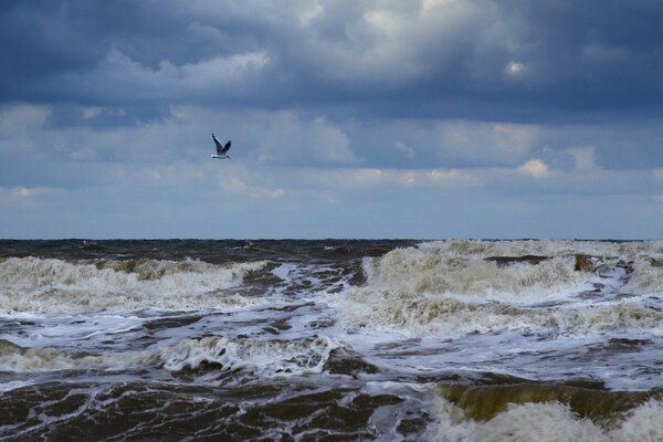 Una gaviota vuela sobre un mar de espuma furioso