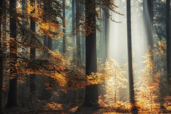 Morgen im Wald. Sonnenstrahl