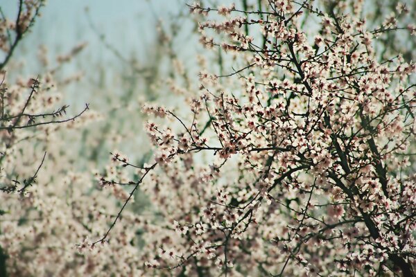 Doux printemps fleuri abricot