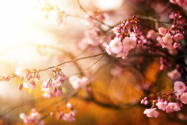 Cherry blossoms at dawn