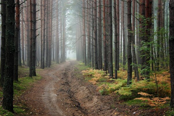 Endlose Straße im Wald