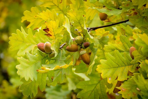 Glands mûrs sur des branches de chêne doré