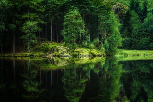 Arbres se reflétant dans le lac