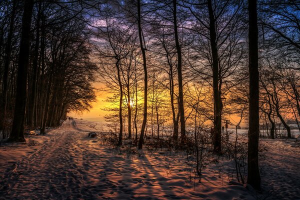 Winter forest at sunset