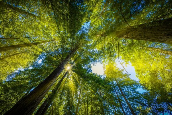 Die Sonnenstrahlen dringen durch das Laub der Bäume im Wald ein