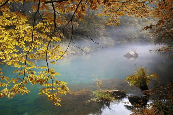 Gli alberi della foresta del fiume sono così eccitanti