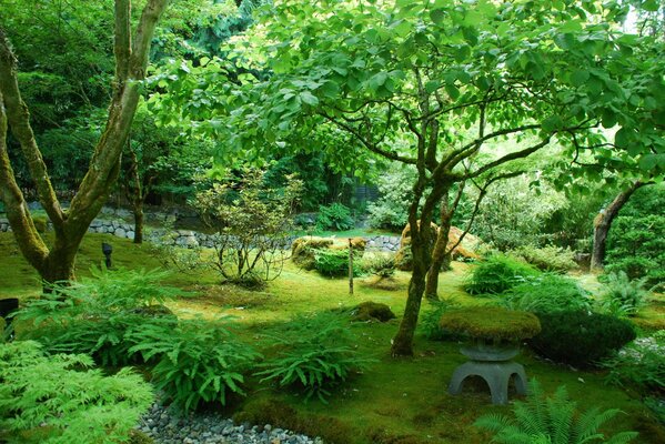 Photos of the Canadian rich green garden