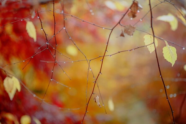 Beautiful cobweb on the branches in autumn