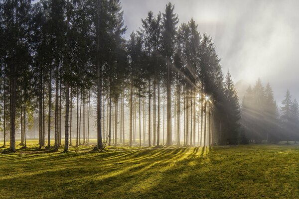 Fila plana de coníferas en el fondo de la Poiana verde del amanecer