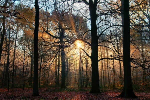 The creeping rays of the sun in the forest