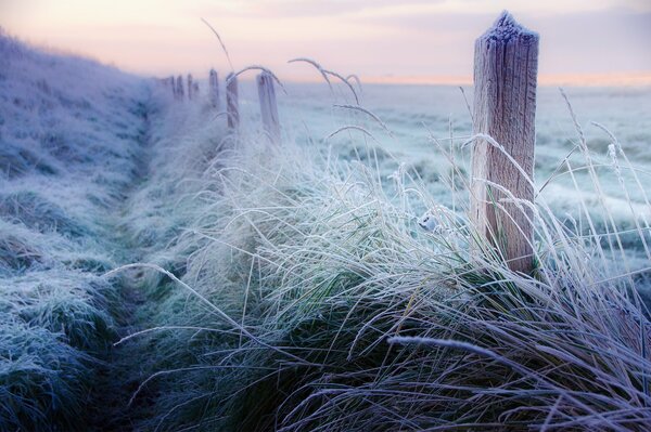 Frost im Gras um die Säulen herum
