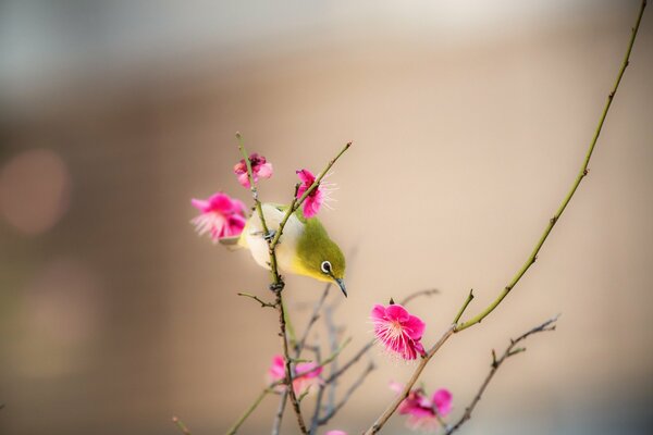 Ein Vogel mit einem langen Schnabel auf einem Ast