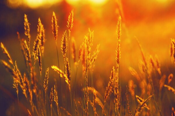 Coucher de soleil du soir sur les champs de blé