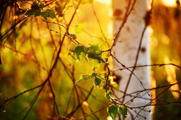 Birch branches through the rays of light