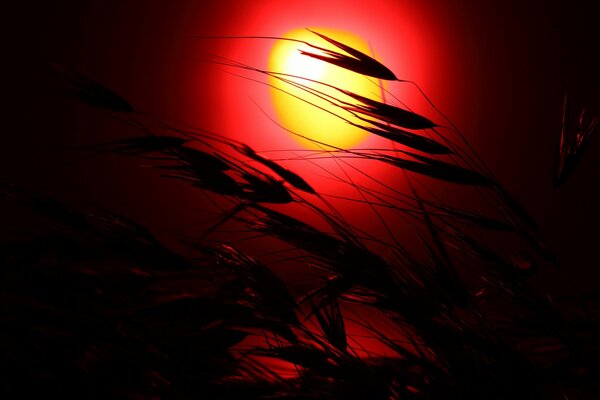 Puesta de sol roja del verano saliente