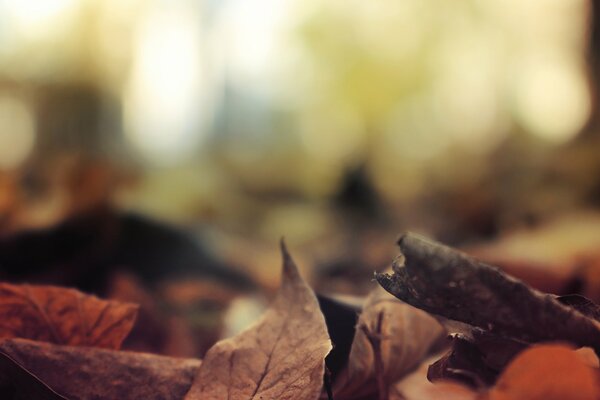 Herbst, der Laub auf den Boden senkt