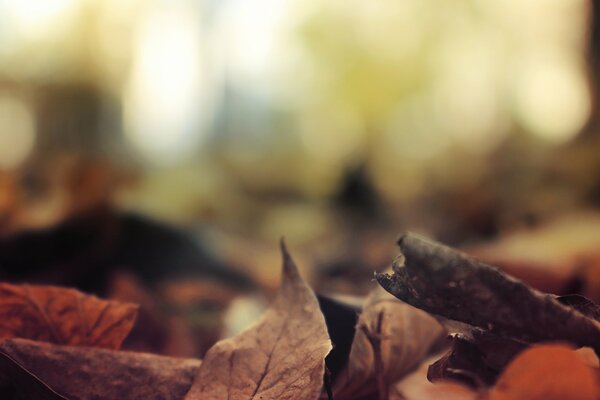 Autumn burning of foliage on the ground