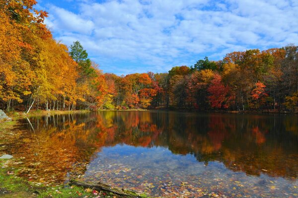 Alle Farben der Welt im Herbst im Wald