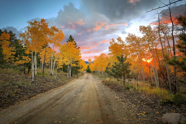 Foresta autunnale e fogliame caduto sulla strada