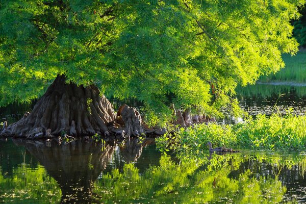 Baignant les canards dans l eau à côté du cyprès vert