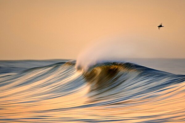 A bird accompanying a sea wave